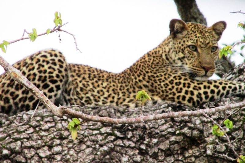 Tanzania – Selous Game Reserve